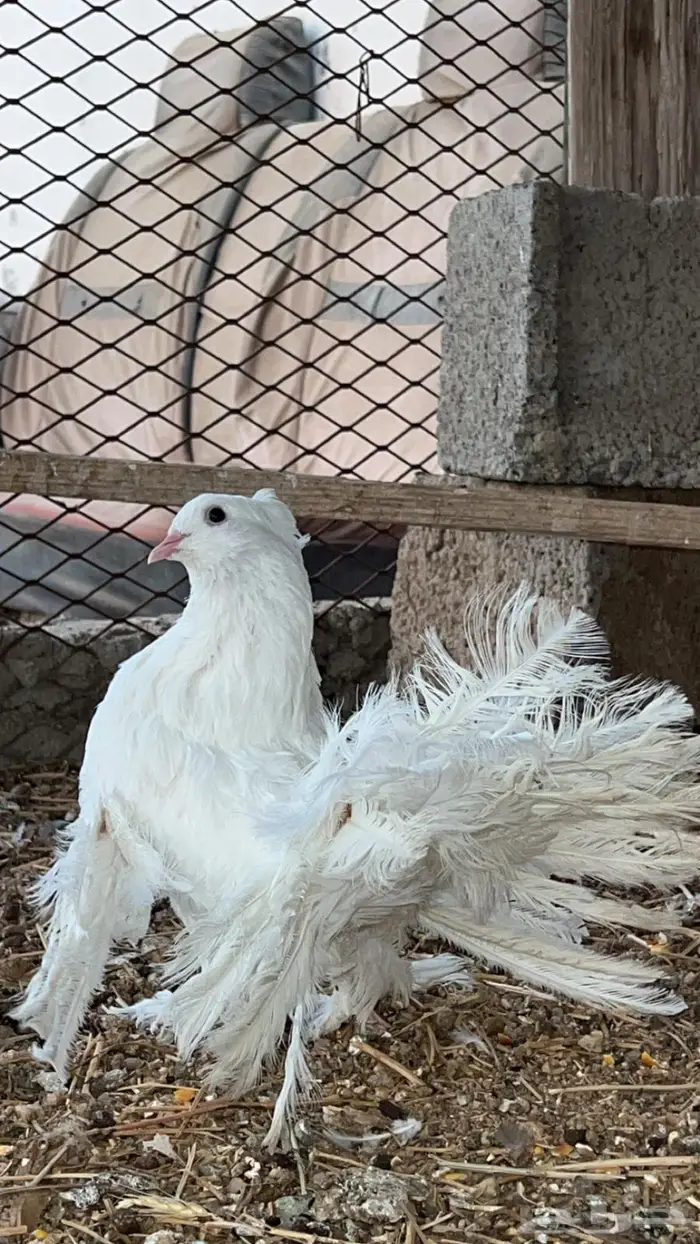 حمام باكستاني تيدي 5