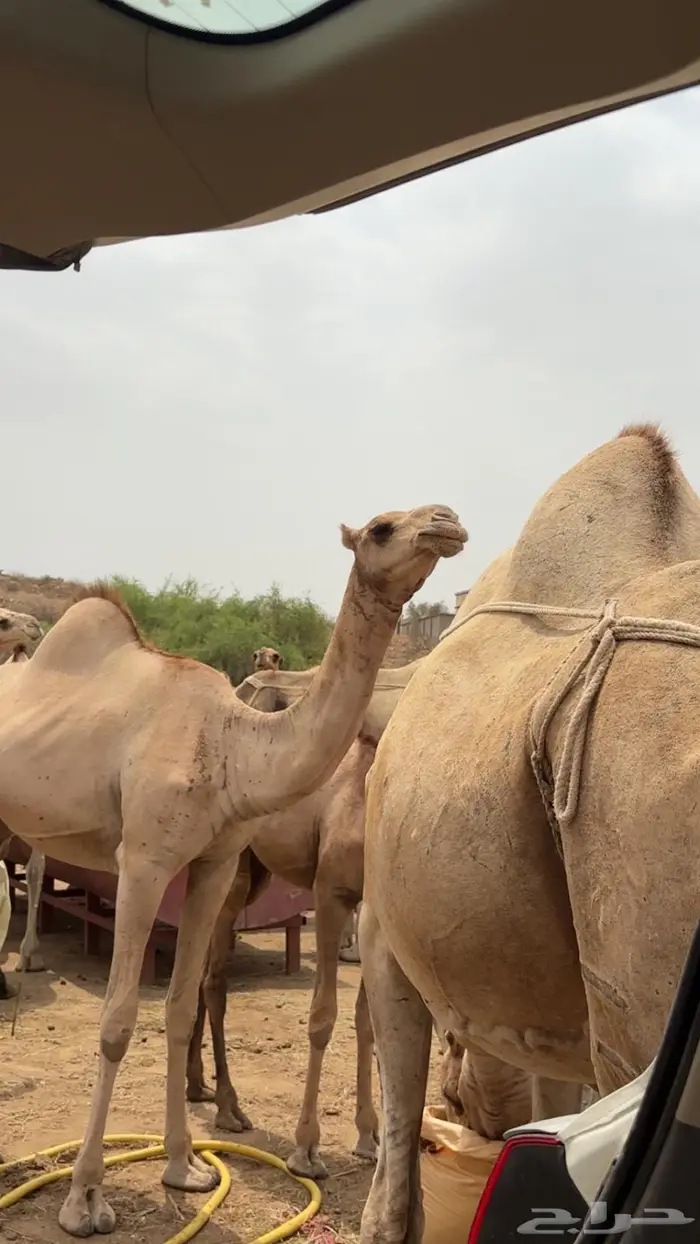 ابل اوارك للبيع 1
