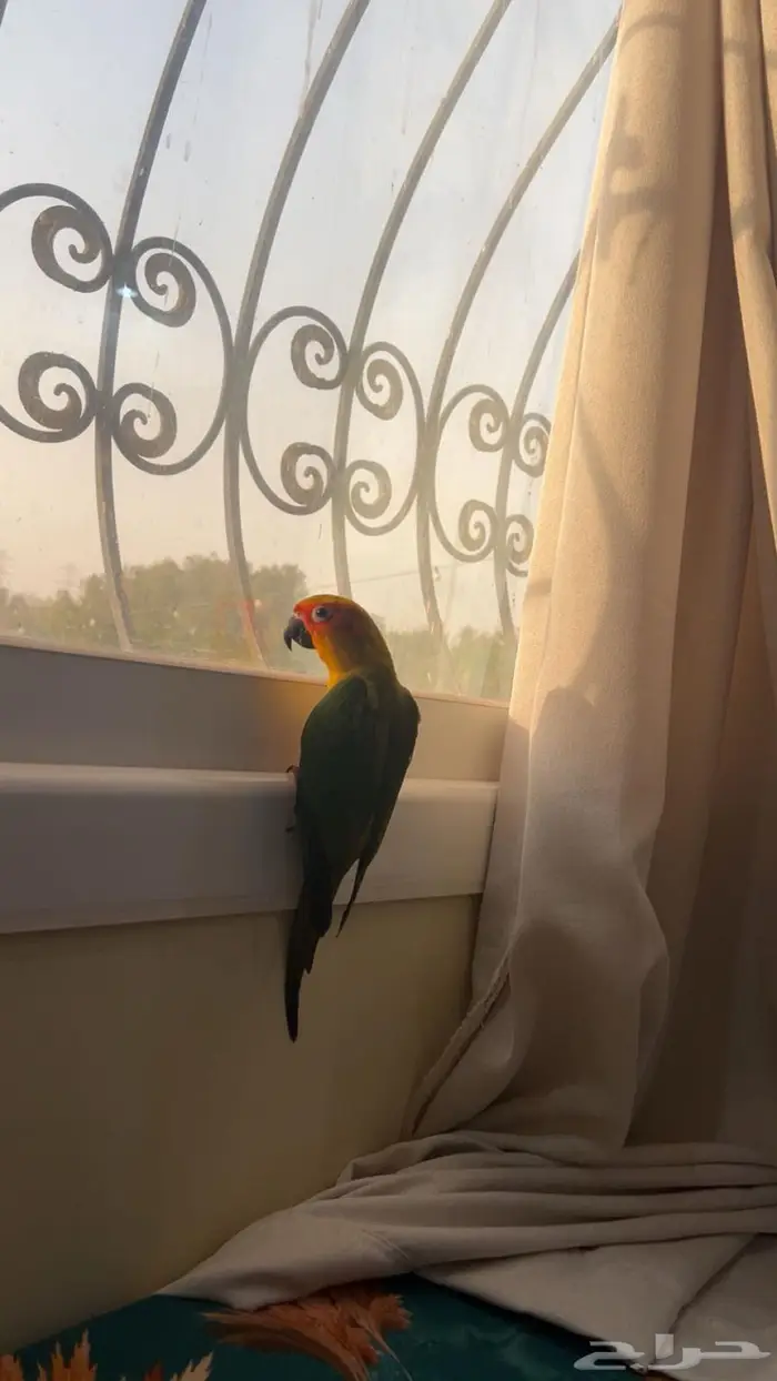 ببغاء فرخ صن كونيور أليف 0