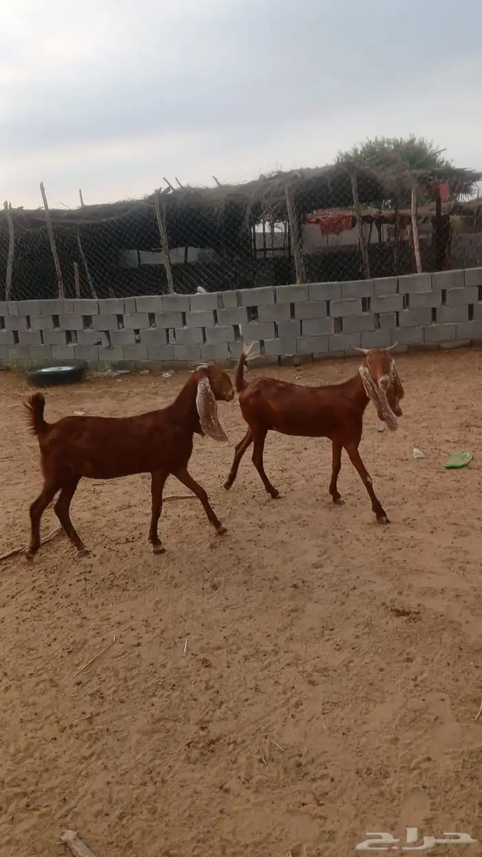 معزا هولنديه للبيع 0
