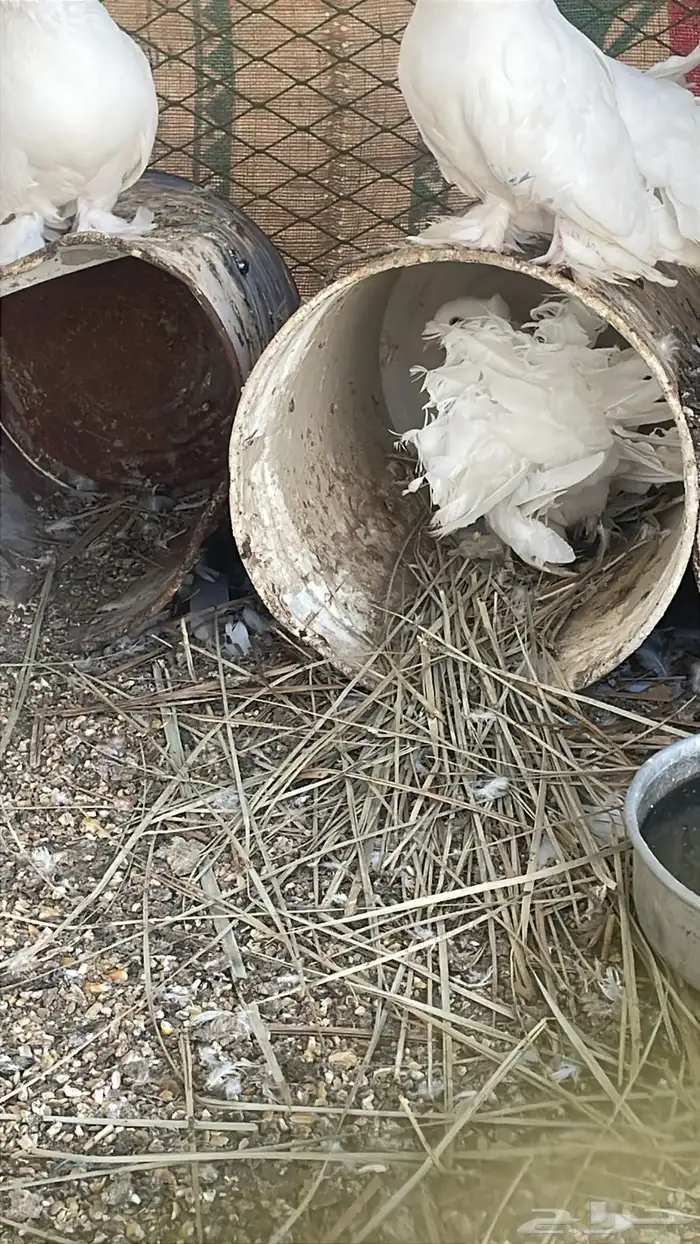 حمام رقاص 1