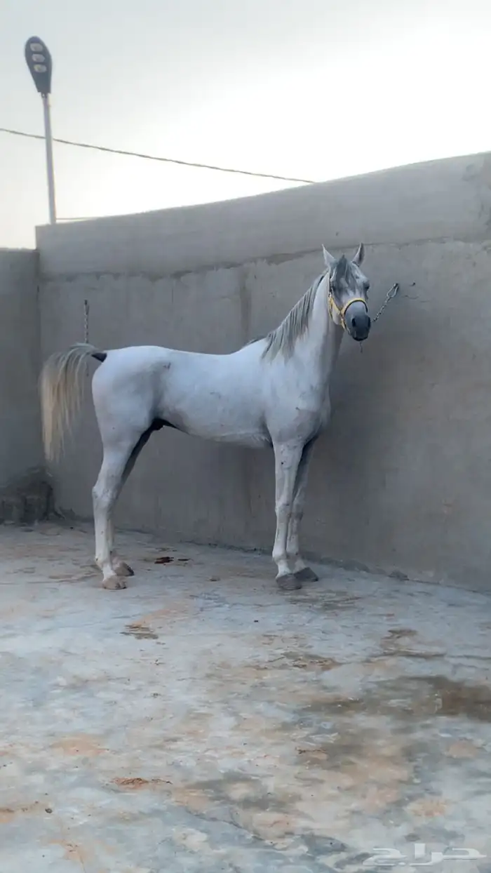 حصان جمال معسوف 0