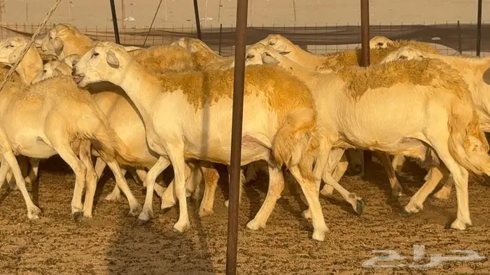 غنم حرش صنف 45 تحتها 5 11