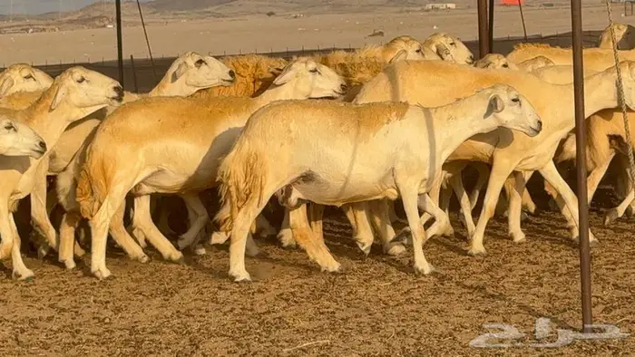 غنم حرش صنف 45 تحتها 5 4