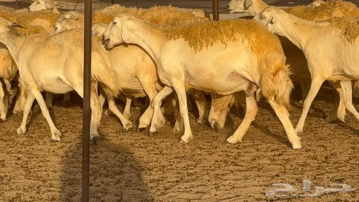 غنم حرش صنف 45 تحتها 5 13