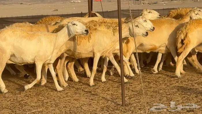 غنم حرش صنف 45 تحتها 5 10