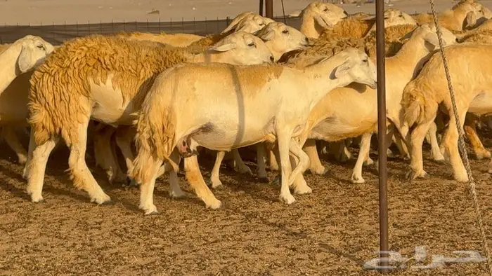 غنم حرش صنف 45 تحتها 5 14
