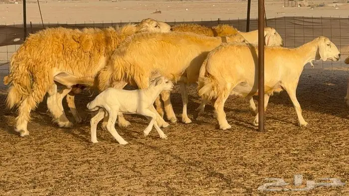 غنم حرش صنف 45 تحتها 5 7