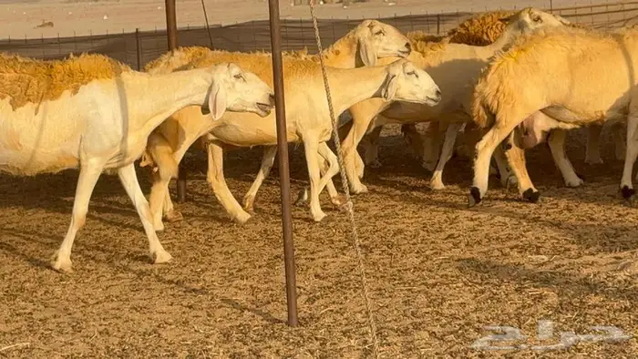 غنم حرش صنف 45 تحتها 5 9
