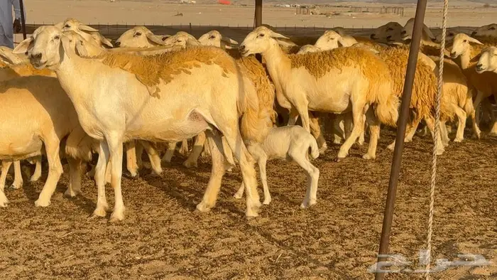 غنم حرش صنف 45 تحتها 5 0