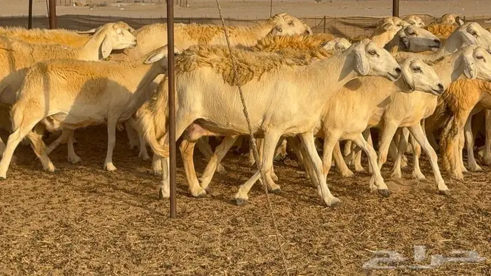 غنم حرش صنف 45 تحتها 5 12
