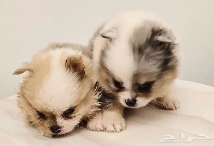 Pomeranian  mini toy poodle  yorki 1