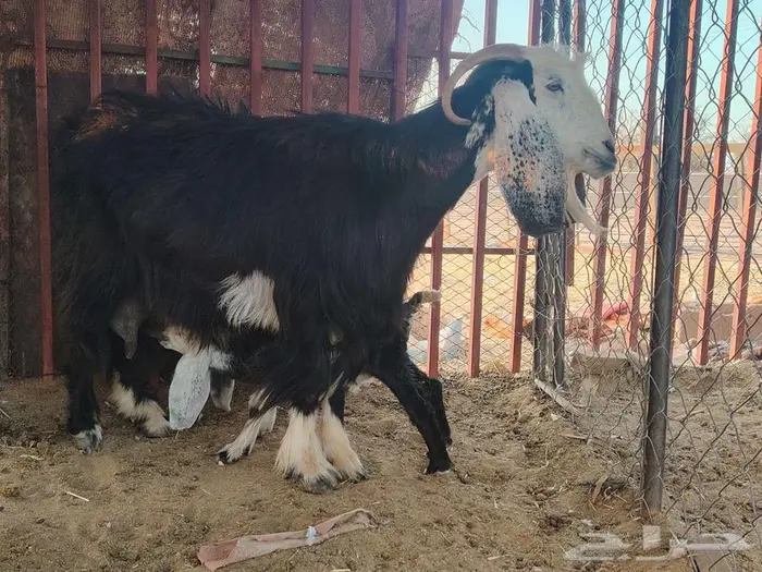 عنز طيبه معها تيس مشروطه العذاريب 1