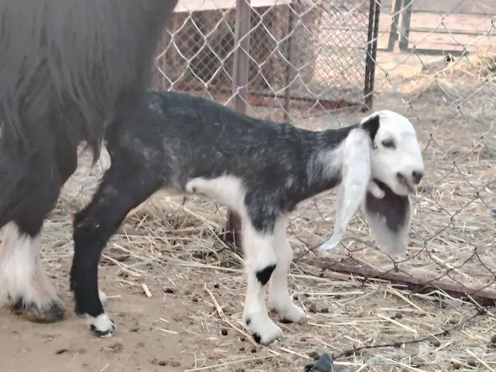 عنز طيبه معها تيس مشروطه العذاريب 3