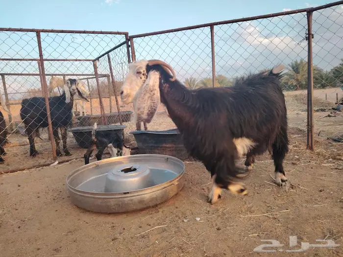 عنز طيبه معها تيس مشروطه العذاريب 0