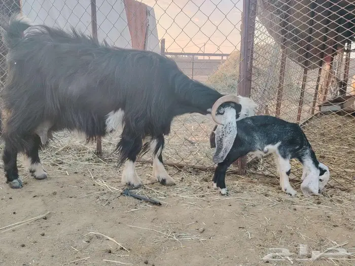عنز طيبه معها تيس مشروطه العذاريب 4