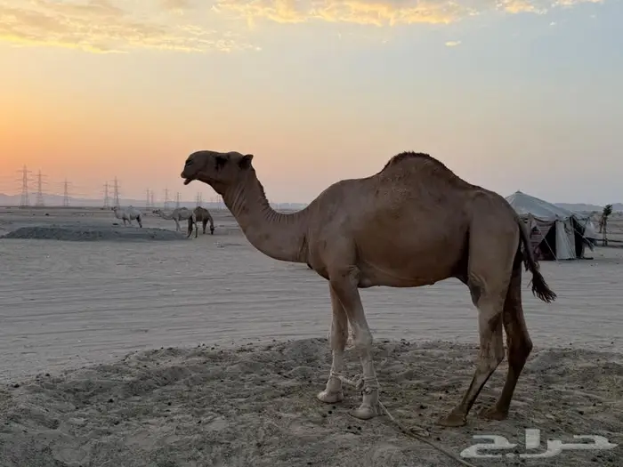قعود شمالي للبيع من مراح سعود البقمي 3