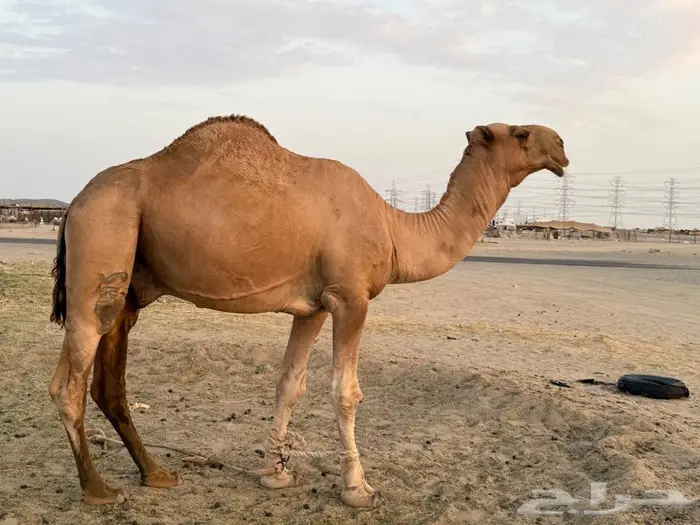 قعود شمالي للبيع من مراح سعود البقمي 4