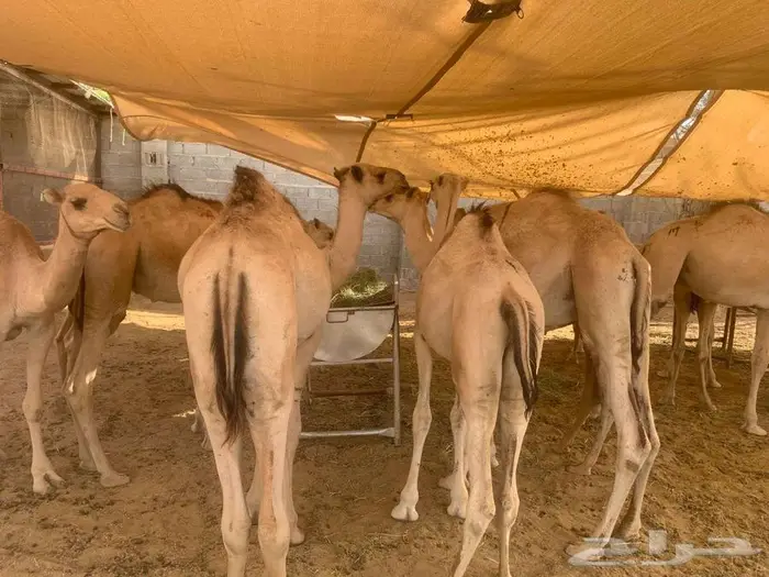 قعدان وتيوس صومالي اعداد كبيره للجمله والتفريد 1
