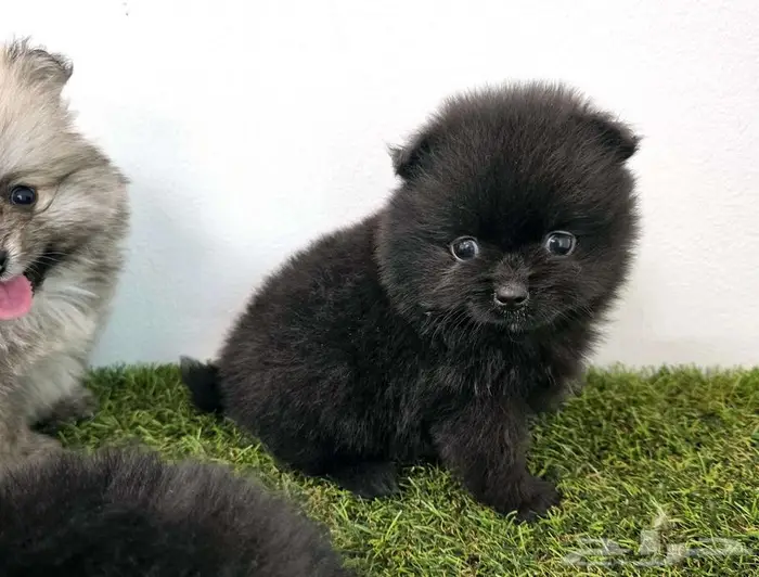 Pomeranian  mini toy poodle  yorki 22