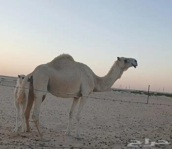 قعود باتلي أوضح مستقبل فحل 3