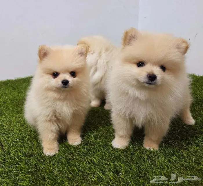 Pomeranian  mini toy poodle  yorki 13