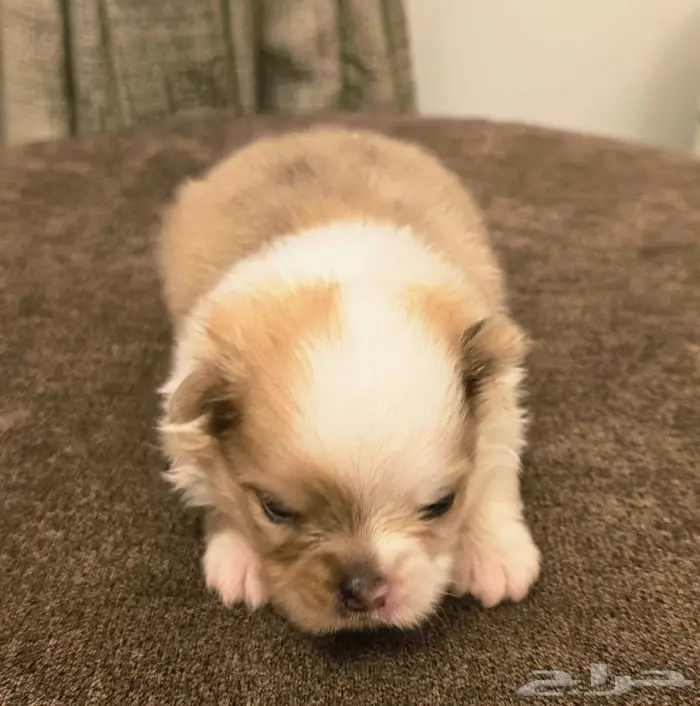 Pomeranian  mini toy poodle  yorki 17