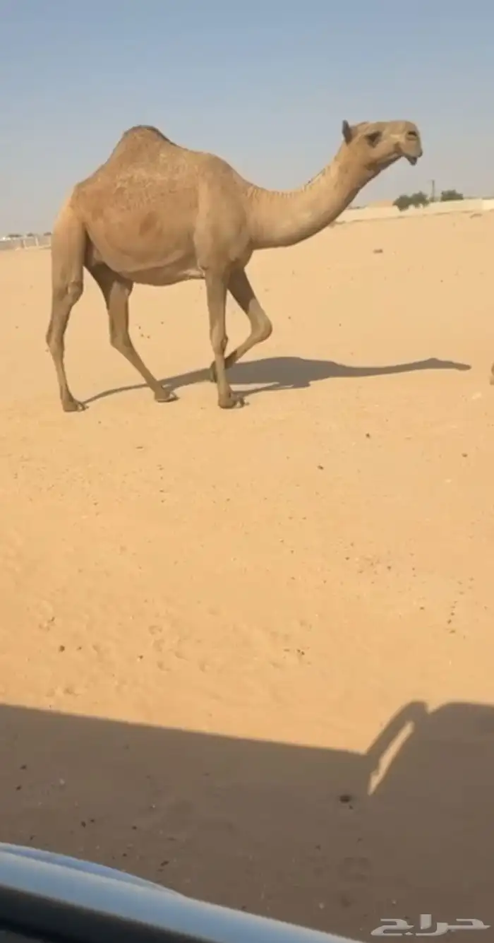 لقحة بكر كفو ثنية 1