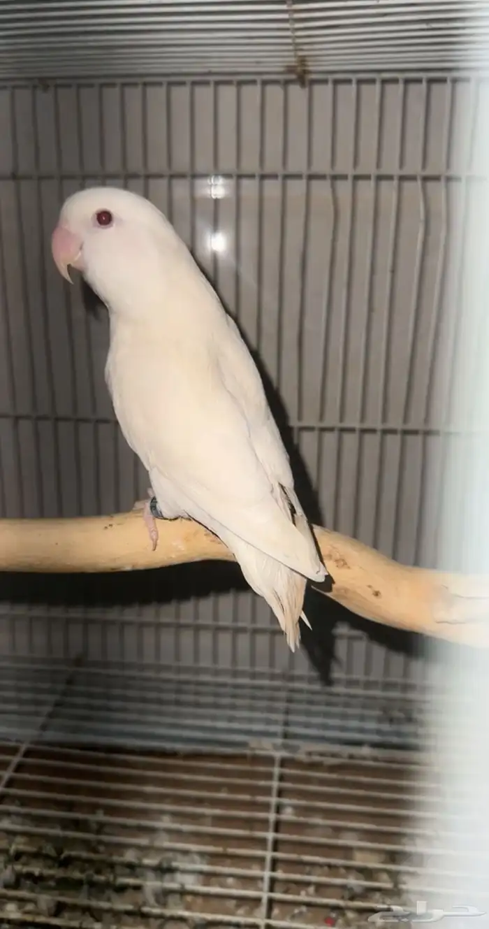 روز البينو للبيع وللبدل 0