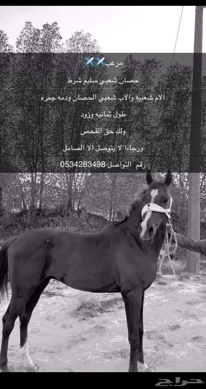 حصان شعبي 0