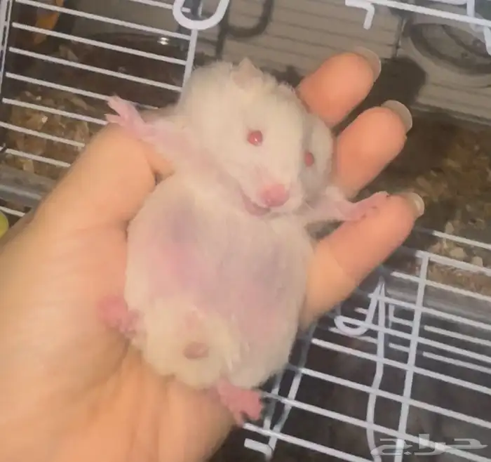 هامستر العدد 4 مع بيت3 دور صحتهم ممتازه 6