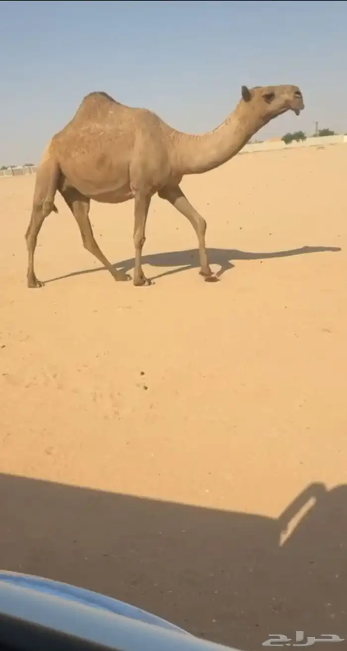 لقحة بكر كفو ثنية 0