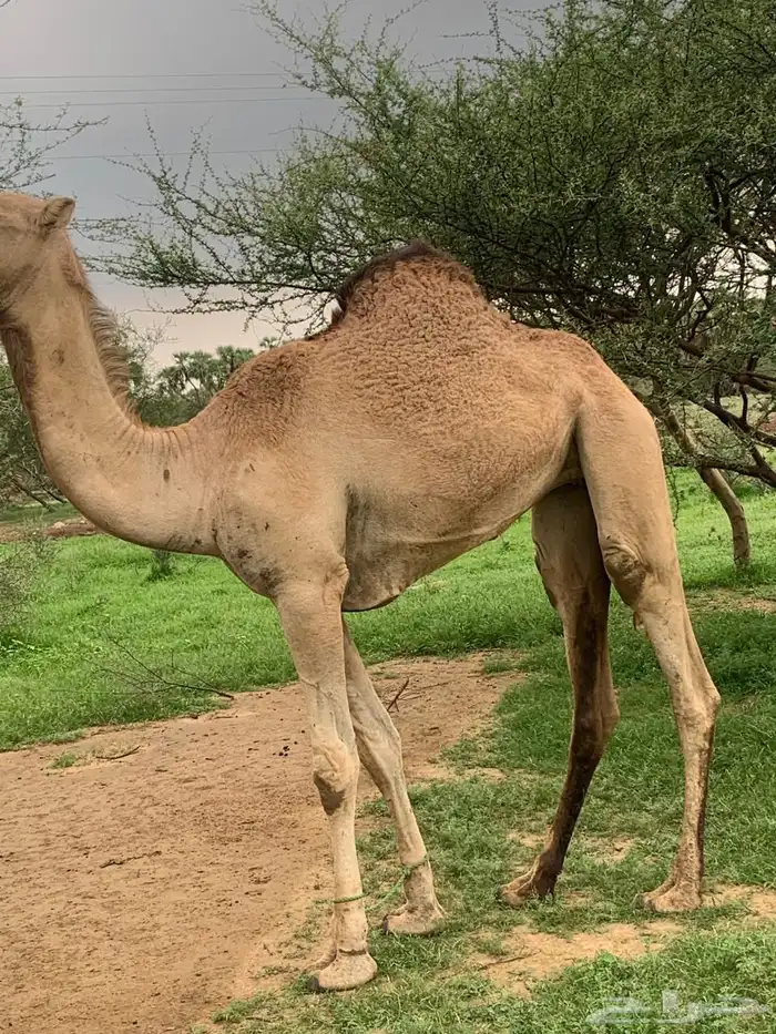 عجم حمراء للبيع 0