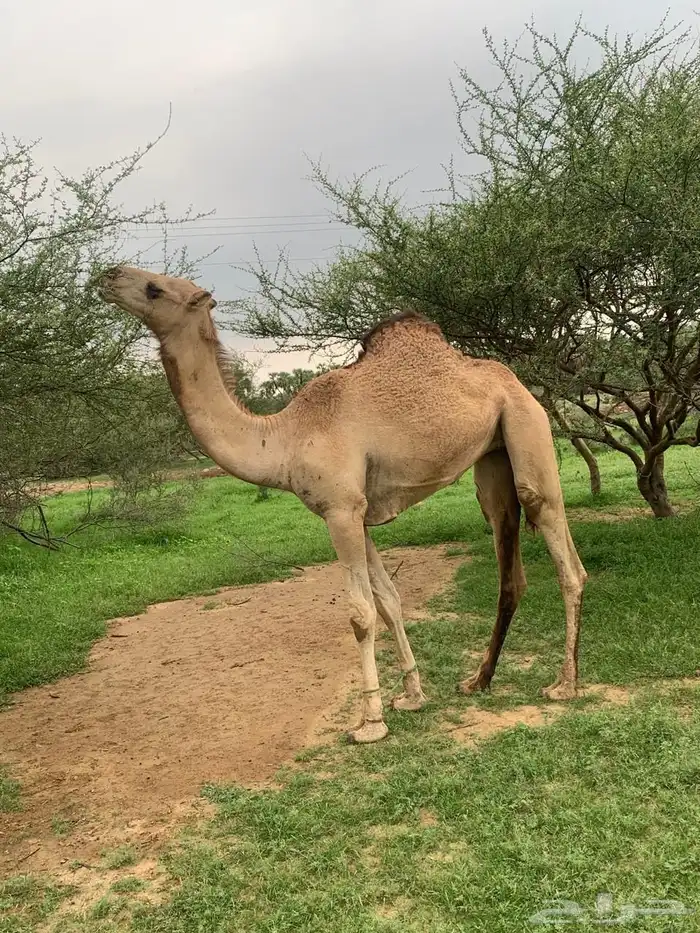 عجم حمراء للبيع 2