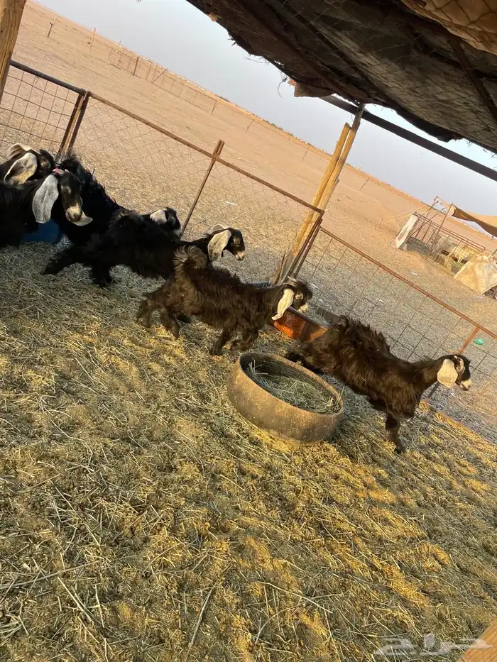 جفرات عوارض طيبة للقناي للبيع . 4