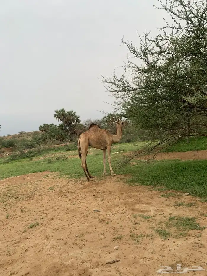 عجم حمراء للبيع 1