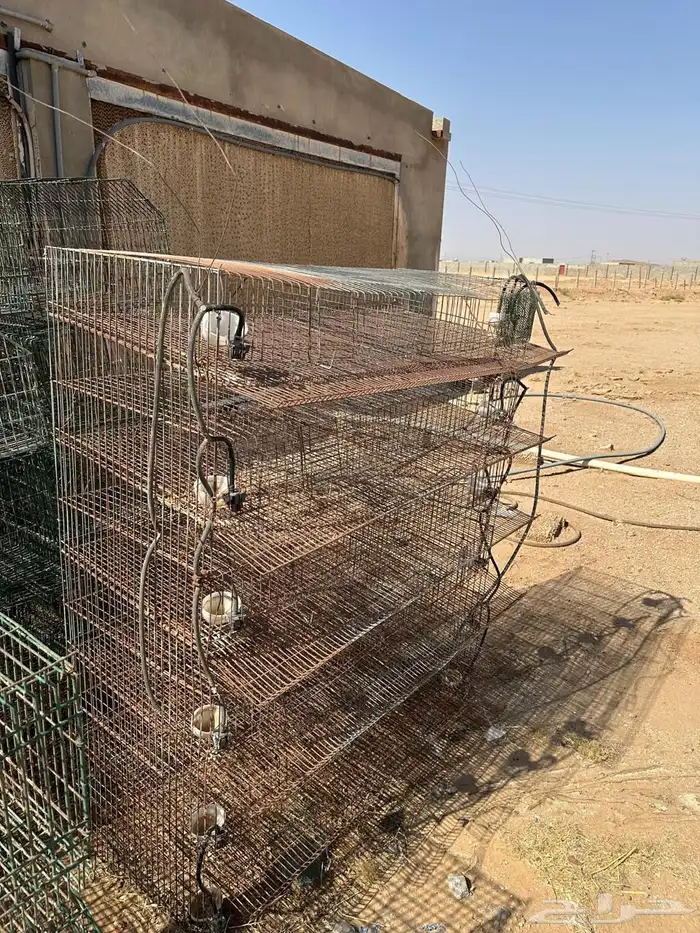 بطريات ارانب 2