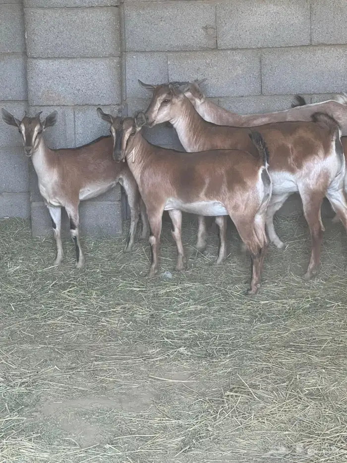 اجفار و تيوس هجين 1