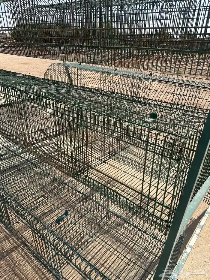 بطريات ارانب 5