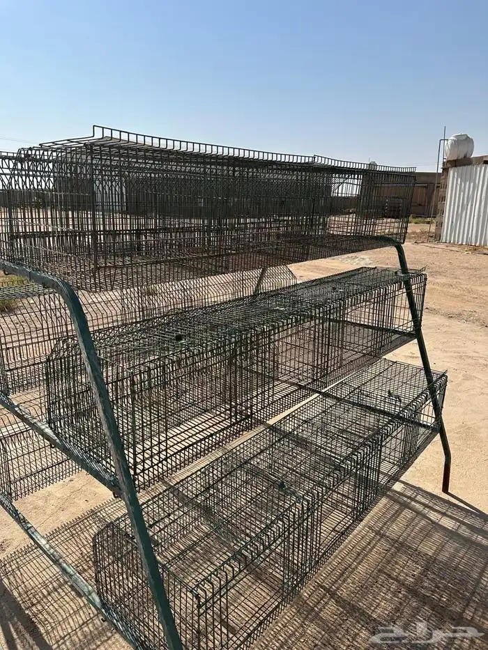بطريات ارانب 7