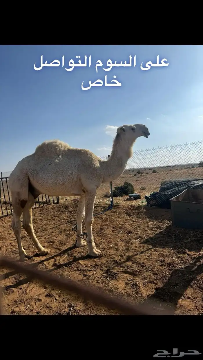 فحول العدد 10 البيع لاعلى سوم 7