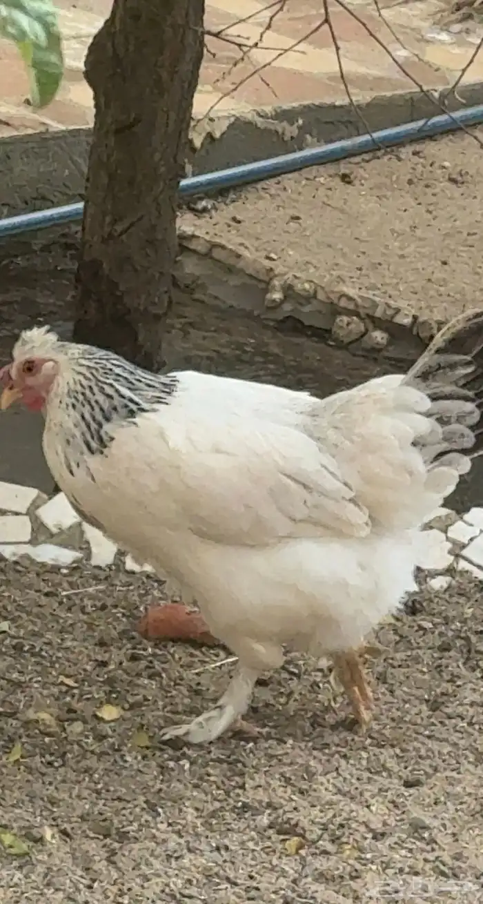 دجاج 3