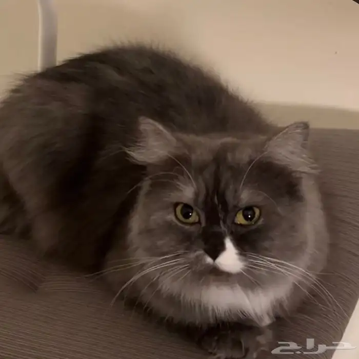 قطة للتبني 1