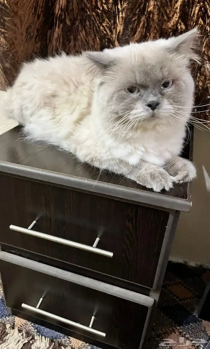قطط 1