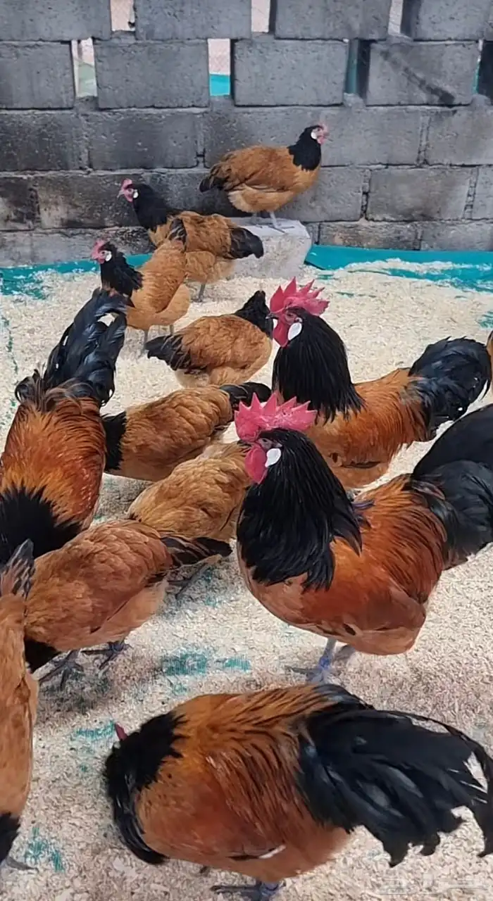 دجاج 1