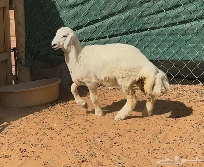 بهم حري للبيع 5