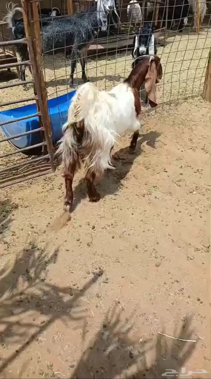 جفره مشروكه 0
