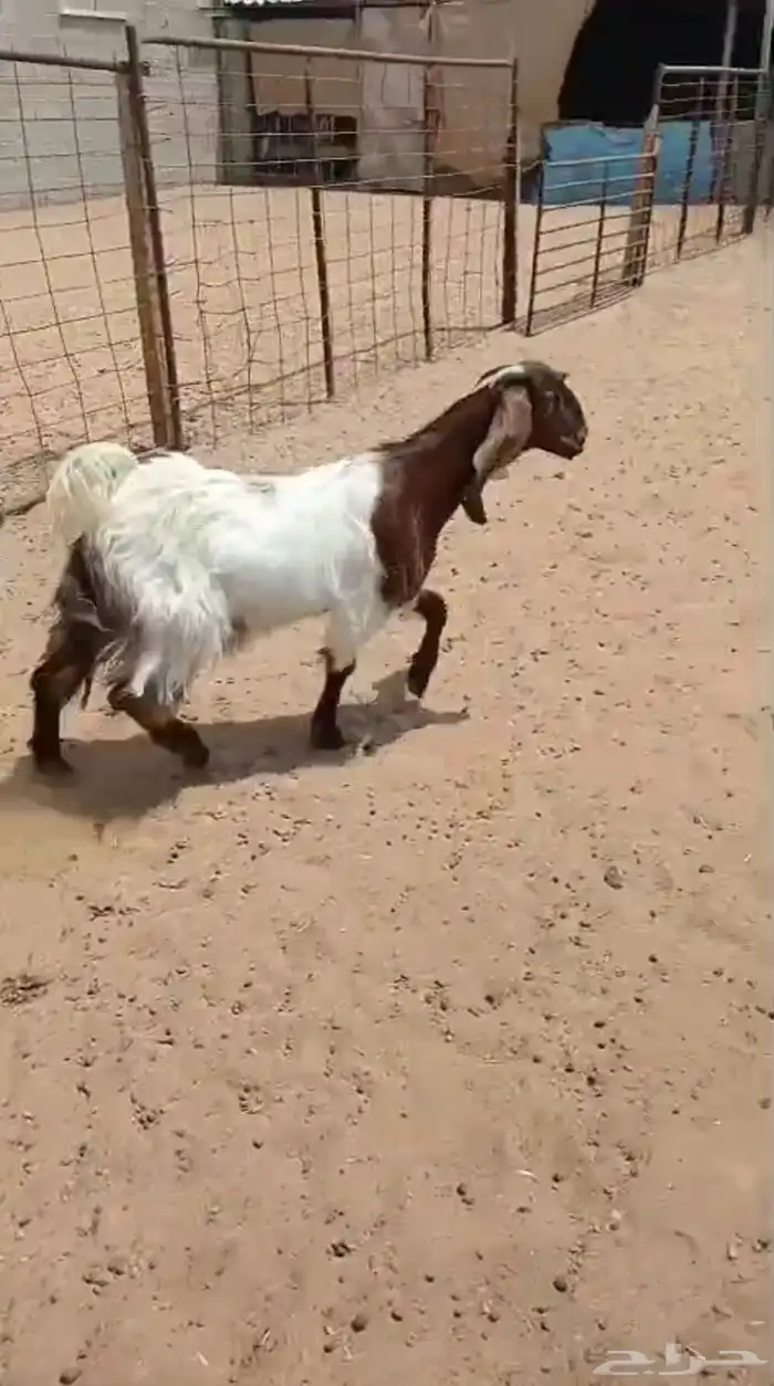 جفره مشروكه 2
