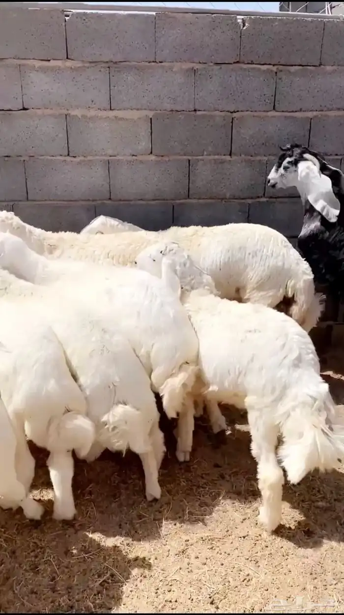 طليان ذبائح حري 7