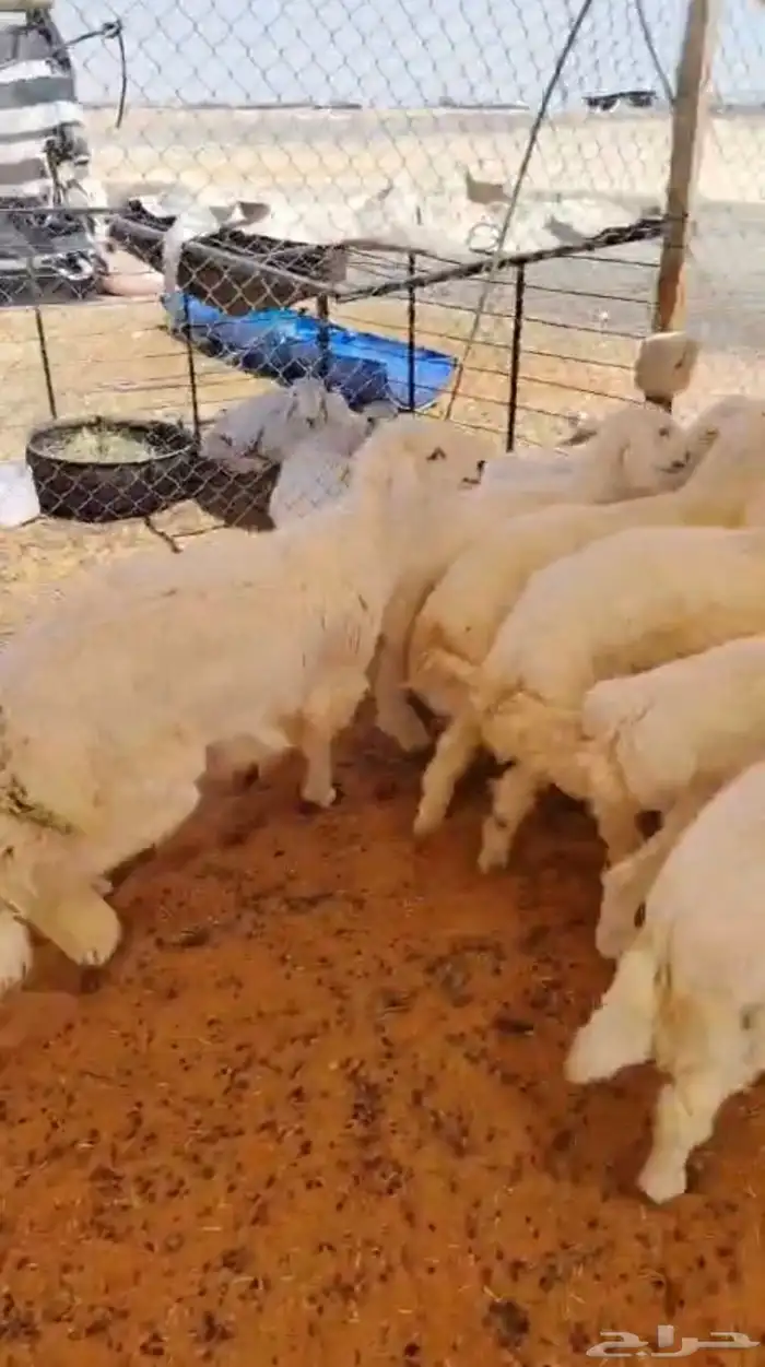 ذبايح ذبائح 3
